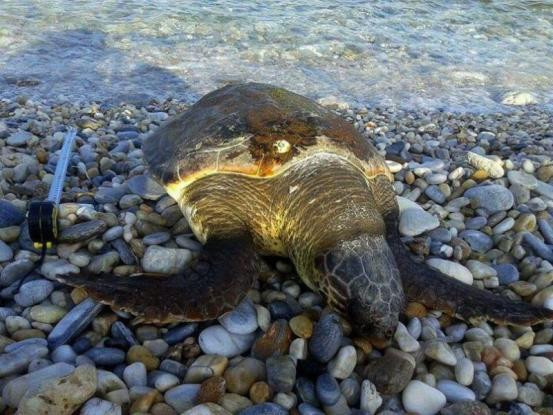 Κτηνωδία: Αποκεφάλισαν δέκα θαλάσσιες χελώνες στη Νάξο!